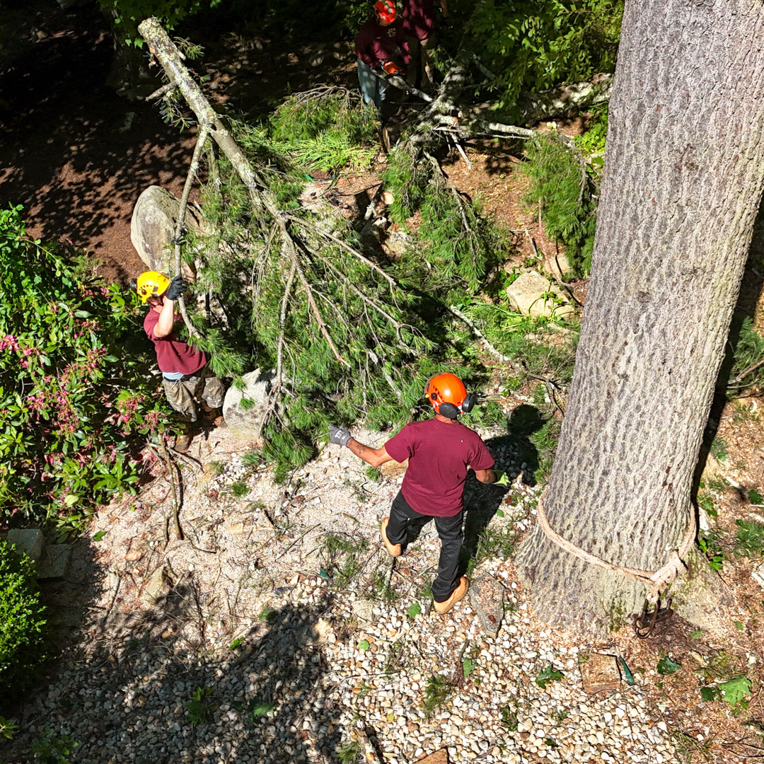 Professional tree removal in Seffner & Bartow, FL