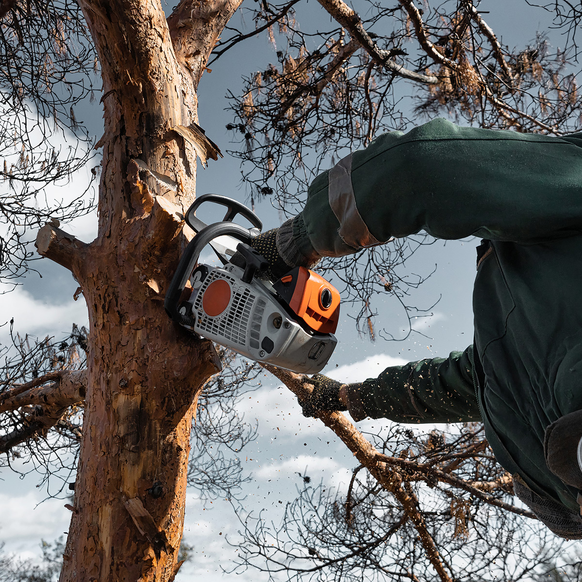 Professional tree trimming in South Tampa & Winter Haven, FL