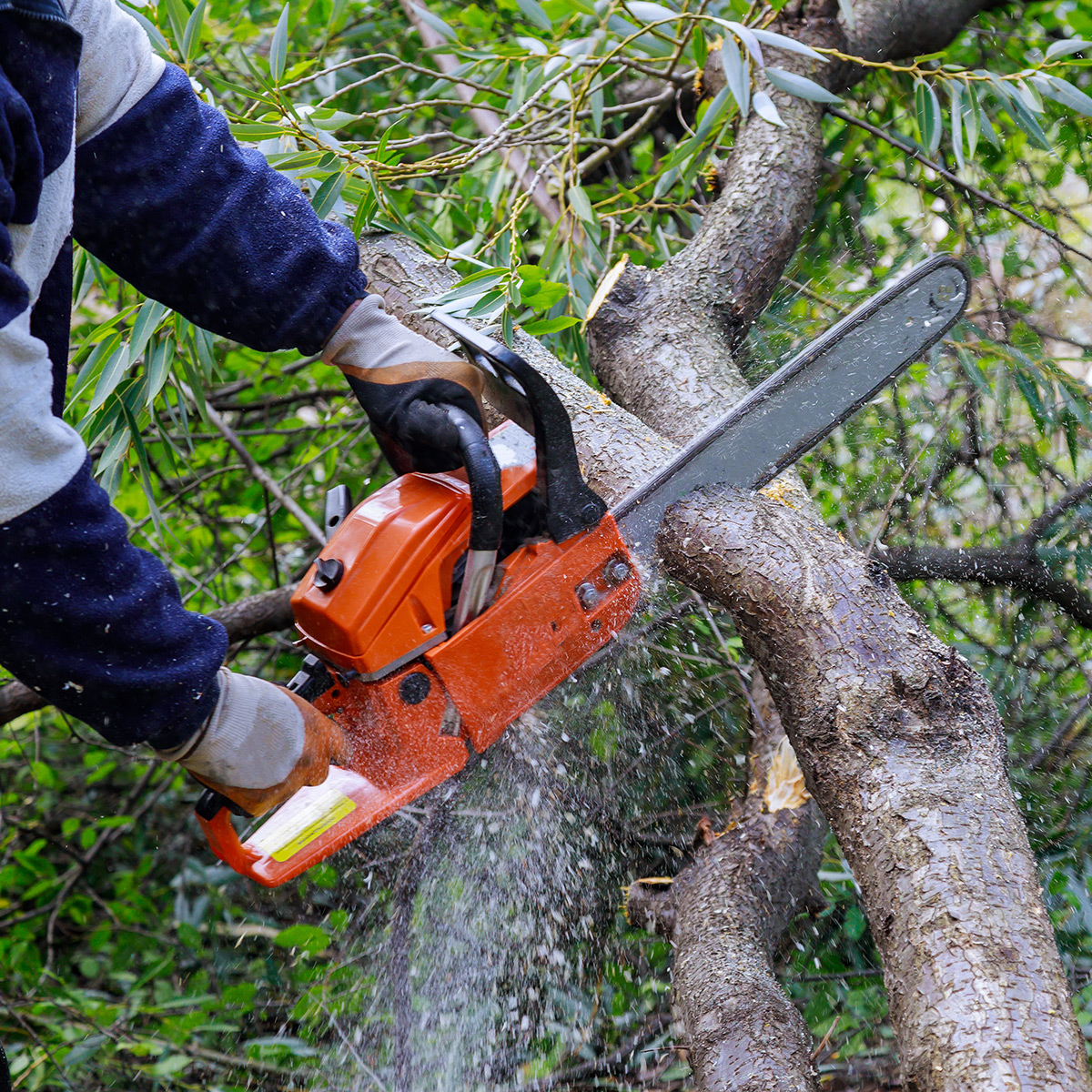 Professional tree trimming in Apollo Beach & Winter Haven, FL